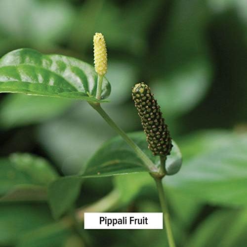 Banyan Növényekkel Yogaraj Guggulu Por - Bio -, Fűszer-Jar - Egyenlegek vata, Az Ízületek, az Idegeket, Izmokat*